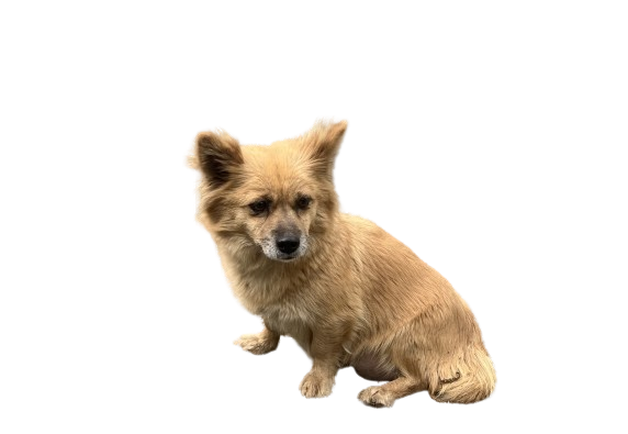 의령군 동물보호센터_448539202400189